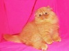 Фото Питомник C-MATRIX. Экзотическая кошка Персидская кошка  