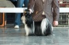 фото Американский стаффордширский терьер питомник собак Perlyna Viktoriyi