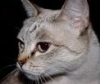 фото Тайская кошка питомник кошек питомник тайских кошек Gordon Kasy