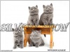 Фото Питомник британских кошек Silvery Snow. Британская