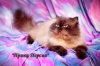  Принц Персии. Персидская кошка