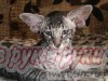 фото Восточная короткошерстная питомник кошек MADAGASKAR