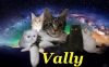  Vally. Мейн-кун Экзотическая кошка  