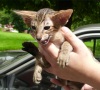 фото Ориентальная кошка питомник кошек Тебби Кэт