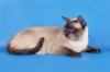 фото Тайская кошка питомник кошек SVETIKIS