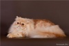  La`Presco cattery. Персидская кошка Экзотическая кошка  