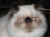 Фото Питомник Fluffy Company. Персидская кошка Гималайская