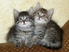 фото Персидская кошка питомник кошек Fluffy Flock