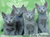 Фото Питомник Питомник Русских Голубых кошек Jolie Preferee. Русская голубая   