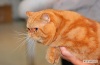  Питомник персидских и экзотческих кошек Oxi Sable. Персидская кошка Экзотическая кошка  