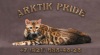 фото Бенгальская кошка питомник кошек Arktik Pride