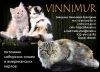 Фото Питомник VINNIMUR. Сибирская кошка Керл  