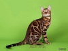 фото Американская короткошерстная питомник кошек Jaguar Jangle
