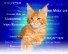Фото Питомник Питомник кошек породы мейн-кун "LICACOON". Мейн-кун