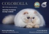  COLOROLLA. Экзотическая кошка Персидская кошка Гималайская