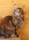 фото Мейн-кун питомник кошек ARMAN PRIDE
