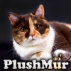 фото Британская кошка  Питомник британских кошек PlushMur