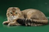 фото Британская кошка    питомник кошек Tiara
