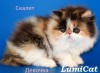 Фото Питомник Lumicat. Персидская кошка Экзотическая кошка