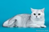 Фото Питомник Веласкес. Шотландская вислоухая Британская кошка  