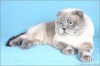 фото Американская короткошерстная питомник кошек DonLeon
