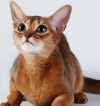 Фото Питомник Питомник кошек "Nefertee". Абиссинская кошка Девон рекс Египетская мау 