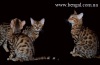фото Шотландская вислоухая Скотиш страйт   питомник кошек Little Pride