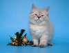 фото Сибирская кошка питомник кошек Сибирские и невские маскарадные котята из питомника "Baraj"