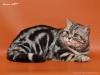 Фото Питомник Anima Art - питомник британских кошек. Британская кошка   
