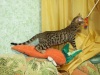 Фото Питомник SNOWGOLD. Бенгальская кошка Абиссинская кошка Сомалийская 