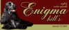 фото Английский кокер спаниель питомник собак ENIGMA HILL'S