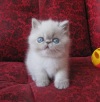 Фото Питомник ТИГРИС АМИГО. Персидская кошка Экзотическая кошка