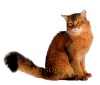 Фото Питомник King Solomon. Абиссинская кошка Сомалийская