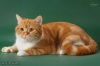 фото Курильский бобтейл Курильский бобтейл   питомник кошек Dolce Gatto