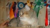 Фото Питомник From GerOst. Британская кошка Селкирк рекс  