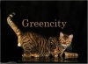 фото Тойгер питомник кошек GREENCITY
