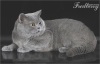 Фото Питомник британских кошек Fredberry. Британская кошка