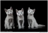 фото Русская голубая питомник кошек Hope Emerald