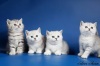 фото Скотиш фолд питомник кошек Питомник шотландских кошек "Silver Sharm". Кошки. Котики. Вязки. Котята.