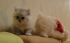  Аквамарин. Персидская кошка