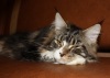 Фото Питомник fridmancat's. Мейн-кун Донской сфинкс Бенгальская кошка скоттиш-фолд,страйт