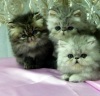 Фото Питомник Van Drake. Персидская кошка Британская кошка  