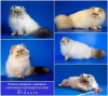 Фото Питомник Питомник DIKANTA экзотических колор-пойнтов, персидских  и гималайских кошек. колор-поинт