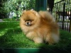  Royal Poms. �������� ����   