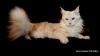 фото Бенгальская кошка питомник кошек Destiny