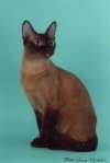 фото Тонкинез питомник кошек R'US