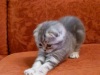 Фото Питомник питомник шотландских кошек Шовалон. Шотландская вислоухая Скотиш фолд Скотиш страйт 