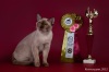фото Британская кошка    питомник кошек JUVILLA