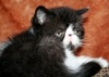 Фото Питомник Экзот Де Вояж. Экзотическая кошка Персидская кошка  