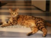 фото Мейн-кун Мейн-кун Мейн-кун питомник кошек SavannahPremium